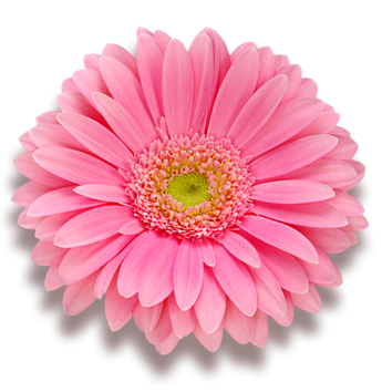 Blume-Gerbera.png